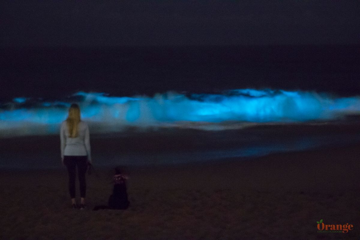 How to find bioluminescence Orange County Outdoors